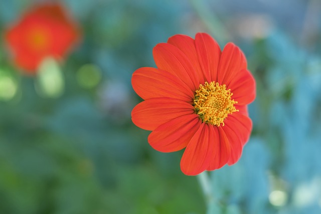 丹佛金块队 丹佛金块队