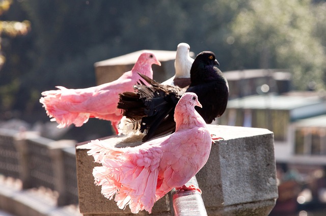 系統活躍於 系統活躍於